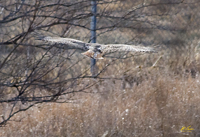 Red tailed Hawk